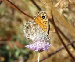 Attēlu rezultāti vaicājumam “Lasiommata megera”