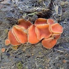 Attēlu rezultāti vaicājumam “Cheilymenia stercorea”