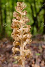 Attēlu rezultāti vaicājumam “Neottia nidus-avis flower”