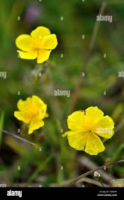 Attēlu rezultāti vaicājumam “Helianthemum nummularium leaf”