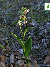 Attēlu rezultāti vaicājumam “Epipactis helleborine flower”