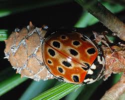 Attēlu rezultāti vaicājumam “Anatis ocellata”