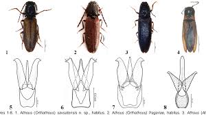 Attēlu rezultāti vaicājumam “Athous sp.”