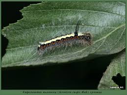 Attēlu rezultāti vaicājumam “Acronicta cuspis”