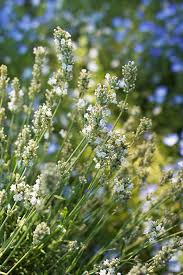 Attēlu rezultāti vaicājumam “Lavandula angustifolia leaf”