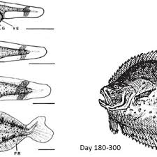Image result for Scophthalmus maximus