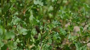 Attēlu rezultāti vaicājumam “Atriplex patula”