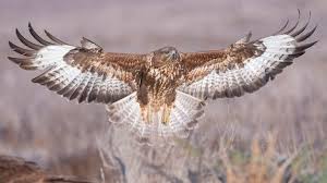 Attēlu rezultāti vaicājumam “Buteo buteo”