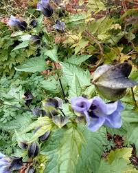 Attēlu rezultāti vaicājumam “Nicandra physalodes”