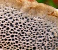 Attēlu rezultāti vaicājumam “Coltricia perennis”