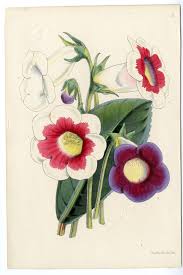 Attēlu rezultāti vaicājumam “Convolvulaceae”