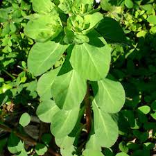 Attēlu rezultāti vaicājumam “Euphorbia helioscopia leaf”