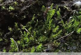 Attēlu rezultāti vaicājumam “Pohlia bulbifera”