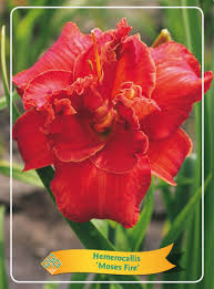 Image result for Hemerocallis `Moses Fire`