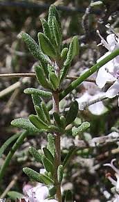 Attēlu rezultāti vaicājumam “Thymus vulgaris”