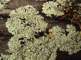 Attēlu rezultāti vaicājumam “Parmeliopsis ambigua”