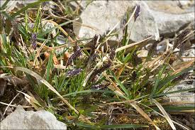 Attēlu rezultāti vaicājumam “Sesleria caerulea”