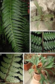 Attēlu rezultāti vaicājumam “Polystichum lonchitis”
