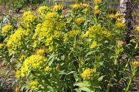 Attēlu rezultāti vaicājumam “Euphorbia palustris fruit”