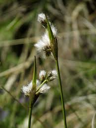 Attēlu rezultāti vaicājumam “Eriophorum latifolium flower”