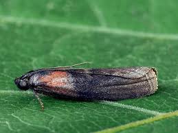 Attēlu rezultāti vaicājumam “Sciota fumella”