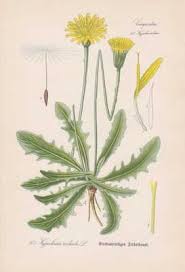 Attēlu rezultāti vaicājumam “Hypochaeris radicata”