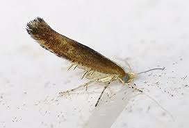 Attēlu rezultāti vaicājumam “Argyresthia albistria”