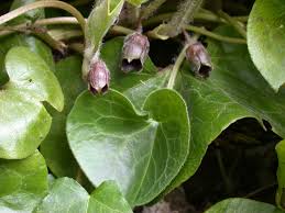 Attēlu rezultāti vaicājumam “Asarum europaeum”