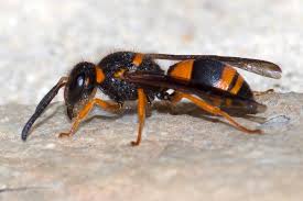 Attēlu rezultāti vaicājumam “Ancistrocerus sp.”