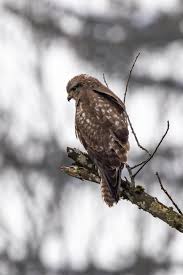 Attēlu rezultāti vaicājumam “Buteo buteo”