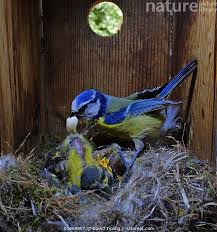 Attēlu rezultāti vaicājumam “Cyanistes caeruleus adult”