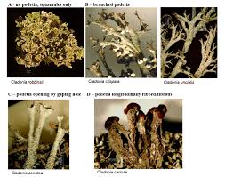 Attēlu rezultāti vaicājumam “Cladonia mitis”