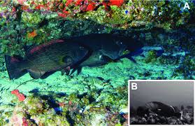 Image result for Mycteroperca venenosa