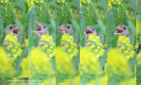 Attēlu rezultāti vaicājumam “Crex crex nest”
