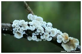 Attēlu rezultāti vaicājumam “Crepidotus versutus”