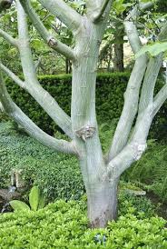 Attēlu rezultāti vaicājumam “Acer rufinerve”