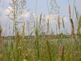 Attēlu rezultāti vaicājumam “Trisetum flavescens”