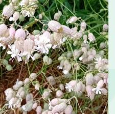 Attēlu rezultāti vaicājumam “Silene borysthenica bud”