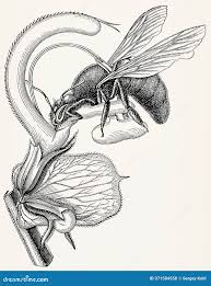 Attēlu rezultāti vaicājumam “Hepialus humuli”