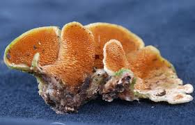 Attēlu rezultāti vaicājumam “Steccherinum bourdotii”