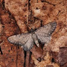 Attēlu rezultāti vaicājumam “Eupithecia satyrata”