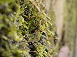 Attēlu rezultāti vaicājumam “Orthotrichum cupulatum var. riparium sporophyte”