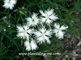 Attēlu rezultāti vaicājumam “Dianthus arenarius”