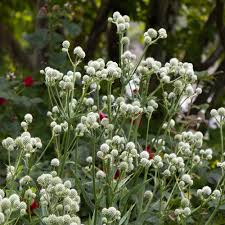 Attēlu rezultāti vaicājumam “Erysimum hieracifolium flower”