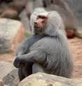 Baboons - Baboon Totems - Photo of a Baboon