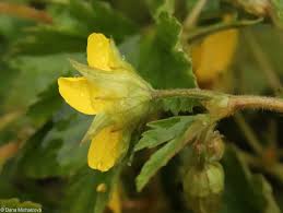 Attēlu rezultāti vaicājumam “Waldsteinia geoides flower”