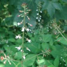 Attēlu rezultāti vaicājumam “Circaea lutetiana bud”