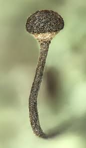 Attēlu rezultāti vaicājumam “Chaenotheca stemonea”