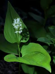 Attēlu rezultāti vaicājumam “Maianthemum bifolium flower”