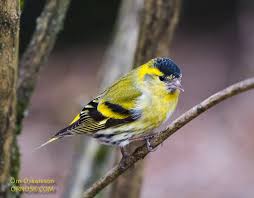 Attēlu rezultāti vaicājumam “Carduelis spinus female”